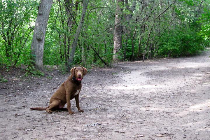 Pet Friendly Battle Creek Dog Park