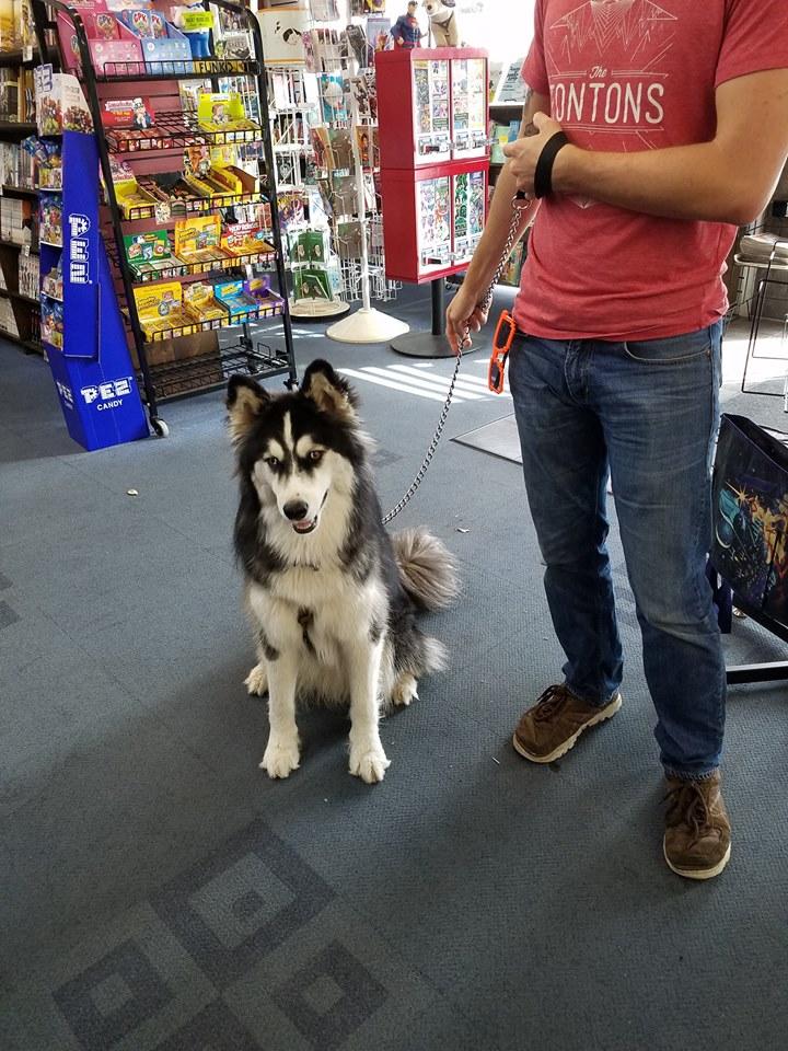 are dogs allowed in liquor stores