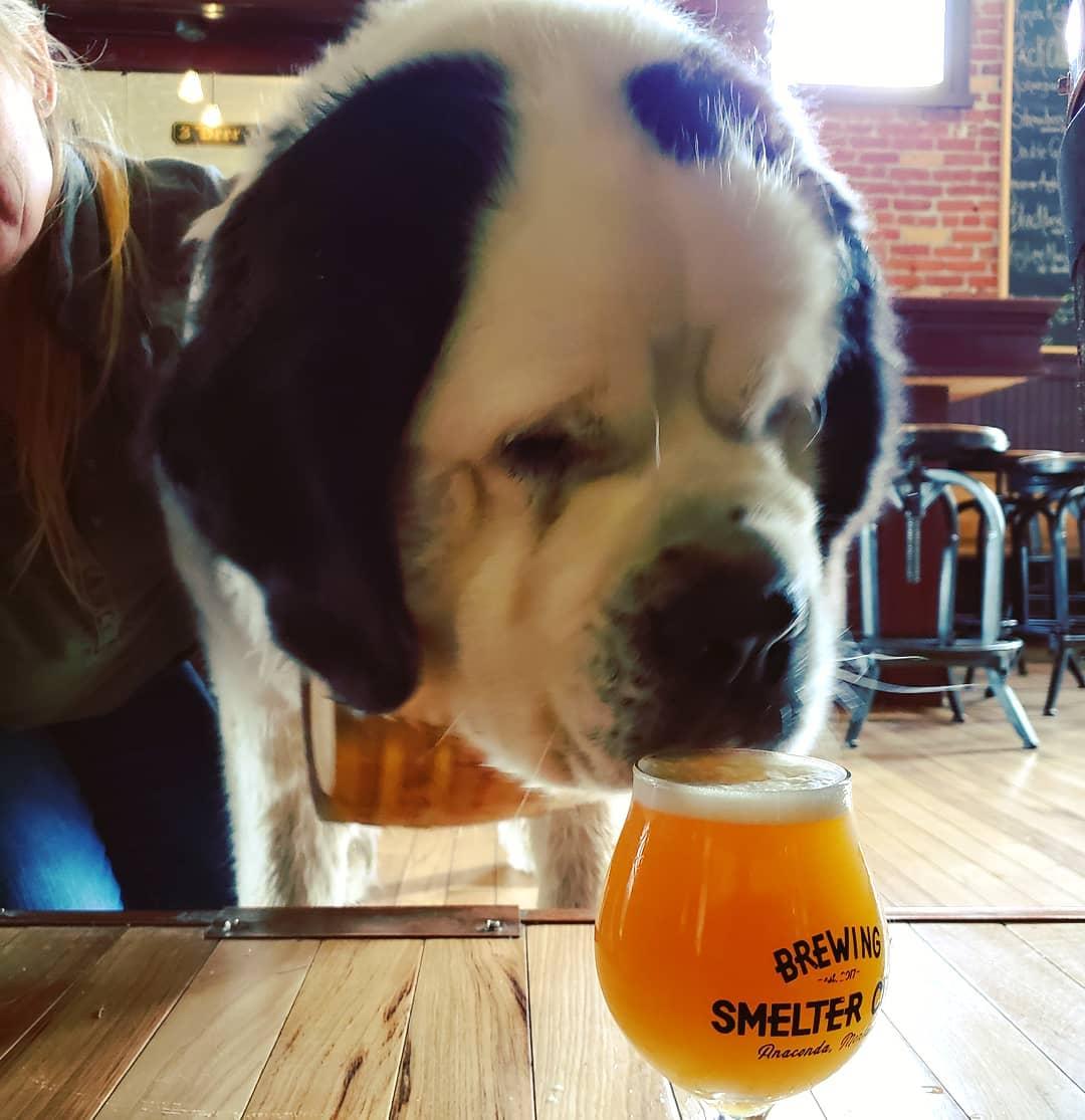 Pet Friendly Smelter City Brewing