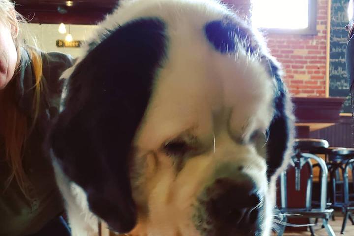 Pet Friendly Smelter City Brewing