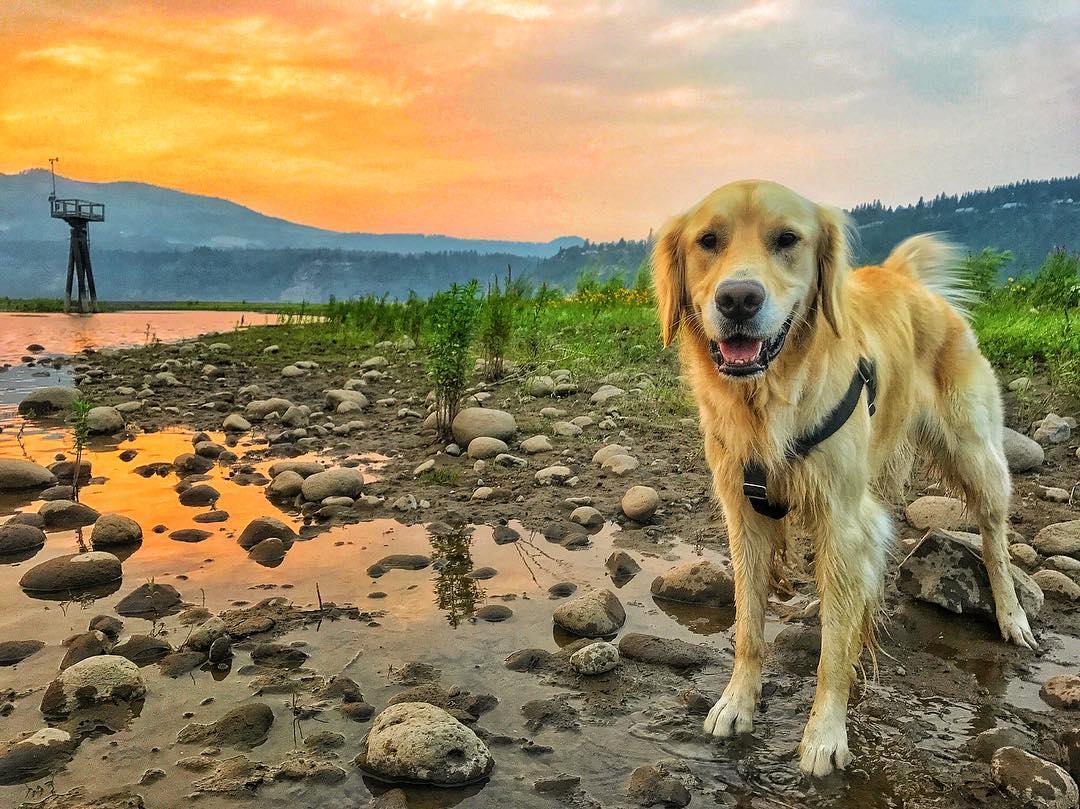 Dog Friendly Activities In Hood River Or Bringfido