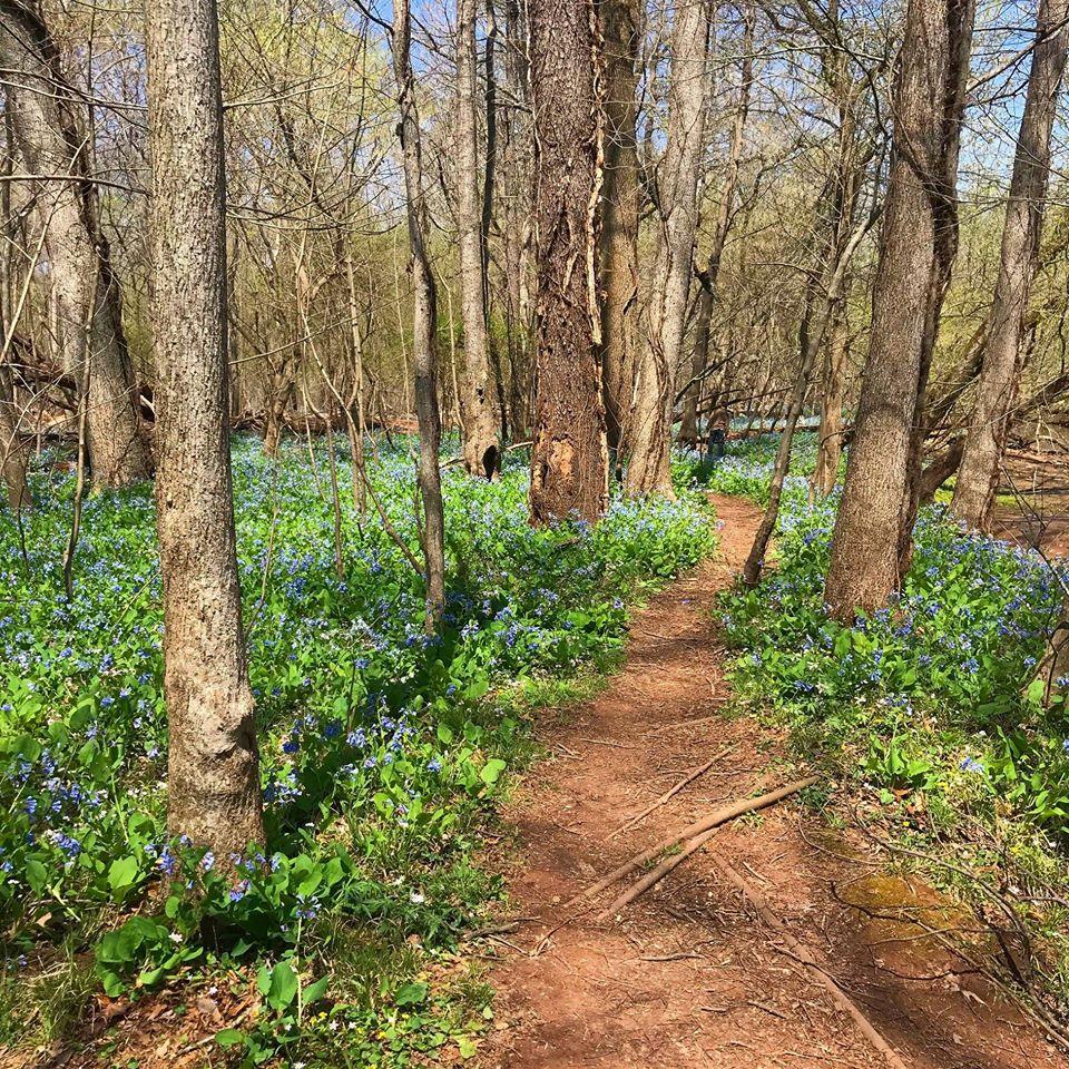 Pet Friendly Bluebell Trail