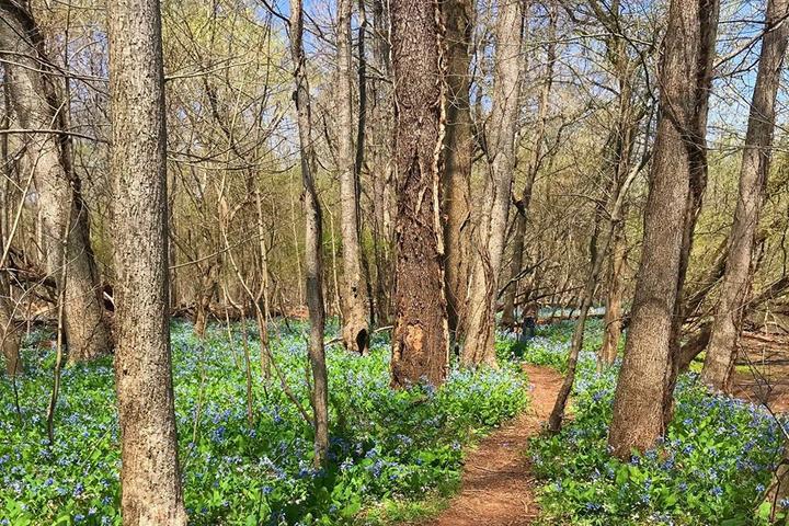 Pet Friendly Bluebell Trail
