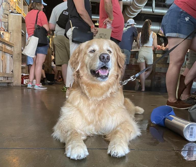 Pet Friendly Sugarlands Distilling Company