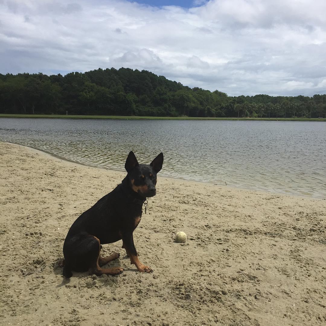 are dogs allowed on charleston beaches