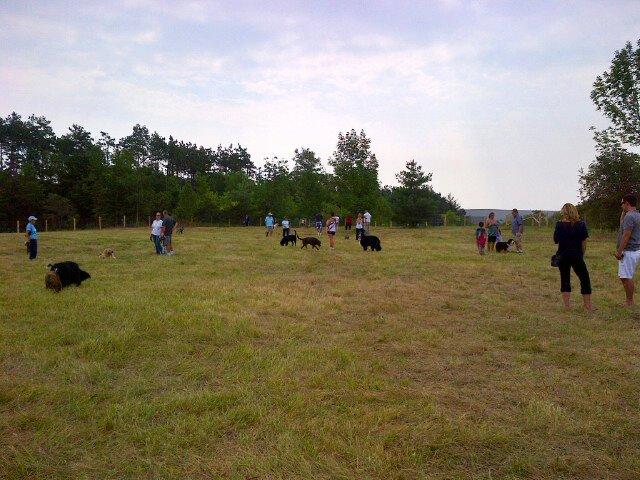 sunnidale dog training