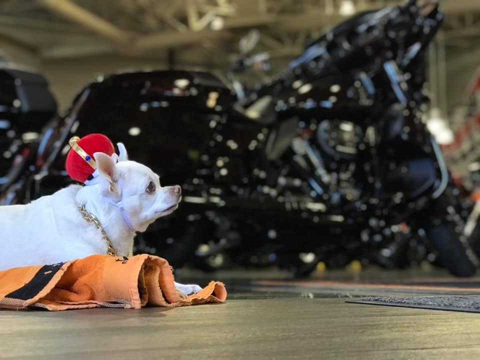 Pet Friendly Rockstar Harley-Davidson