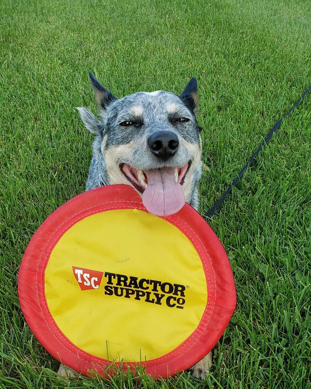 Tractor supply cone collar sale