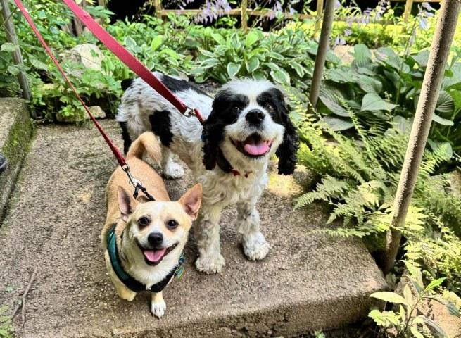 Pet Friendly Hidden River Cave & American Cave Museum