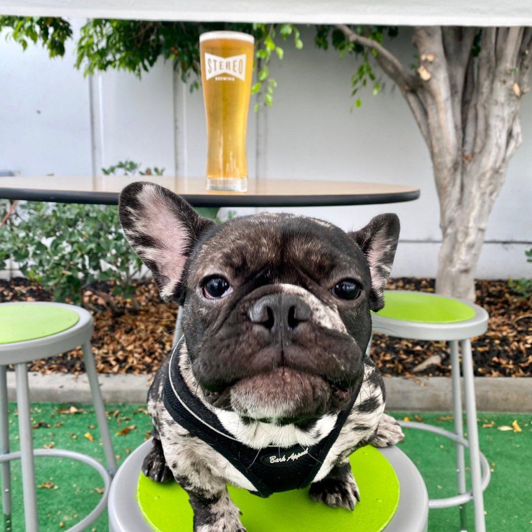 Pet Friendly Stereo Brewing Company