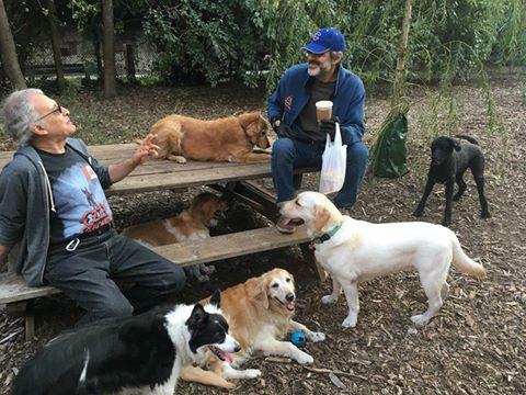 Off Leash Dog Parks In Brooklyn Ny Bringfido