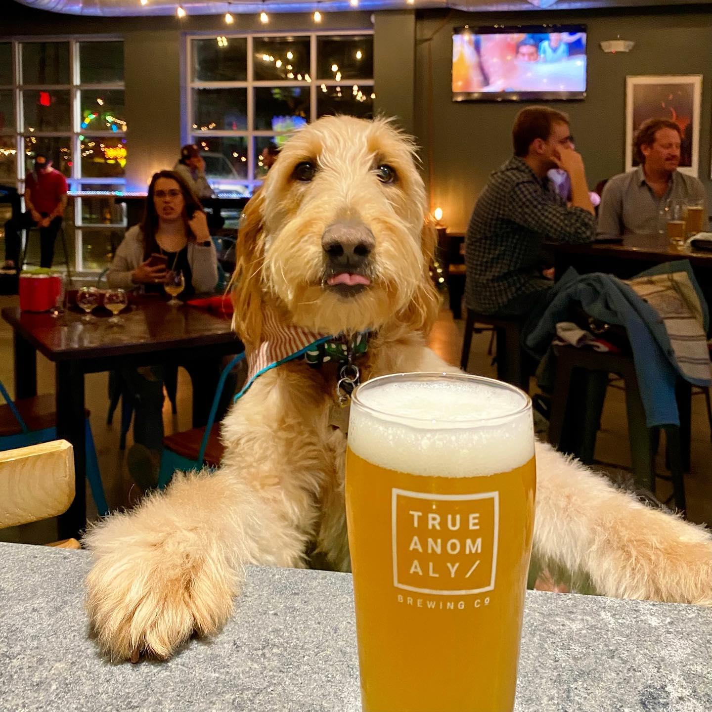 Pet Friendly True Anomaly Brewing