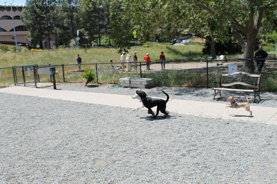 Pet Friendly Field of Dogs Dog Park