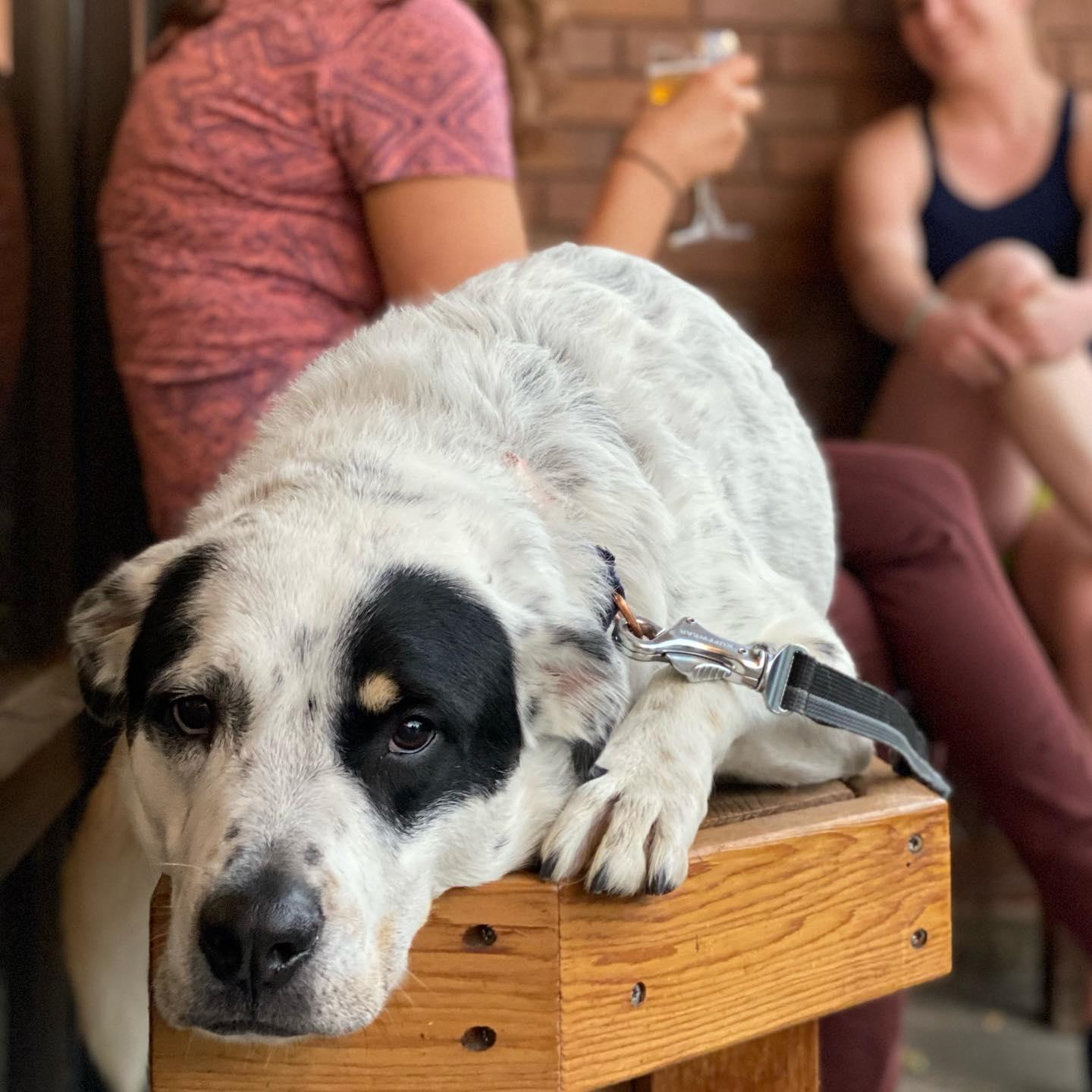 Pet Friendly Purpose Brewing and Cellars