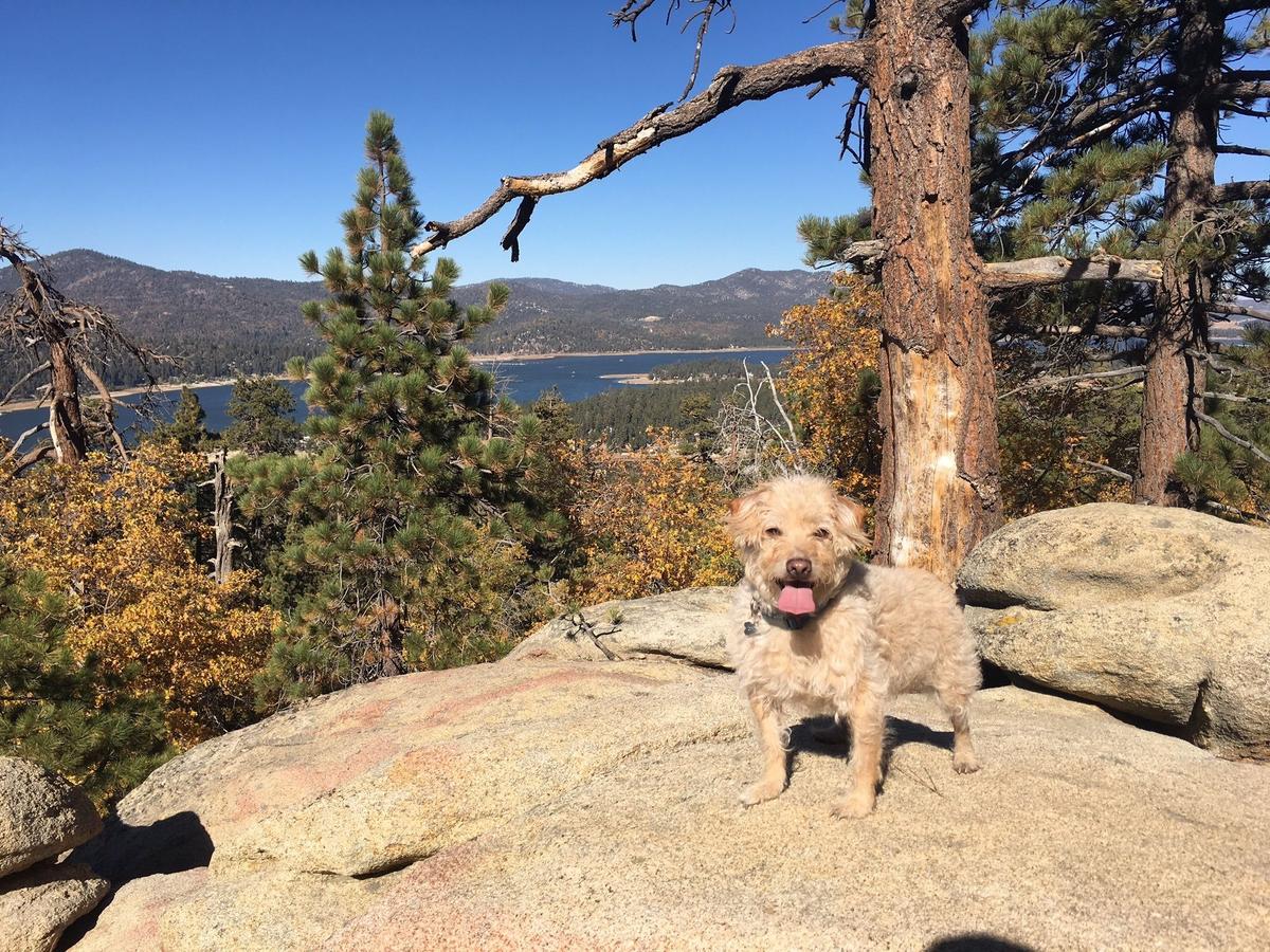 advecta 3 vs frontline plus