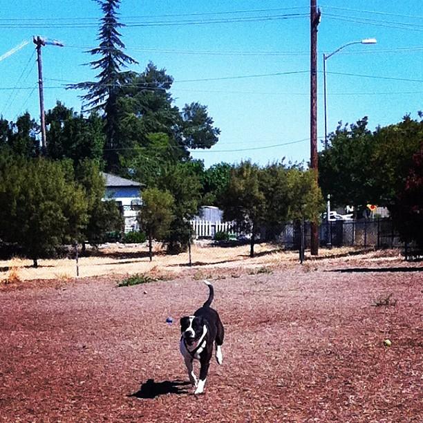 Del Mar Dog Park