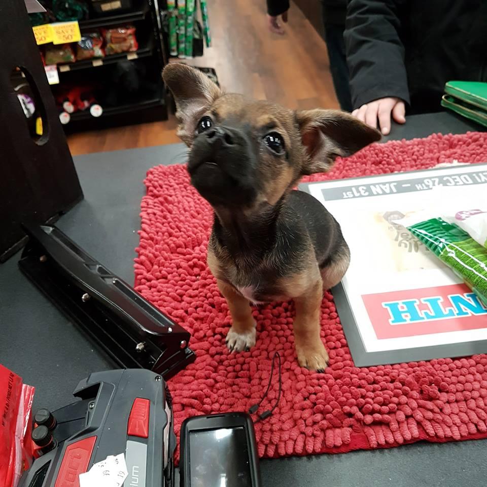 Pet Valu