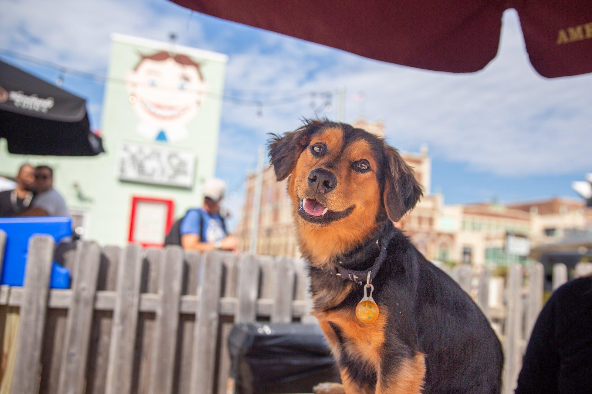 are dogs allowed on asbury park boardwalk