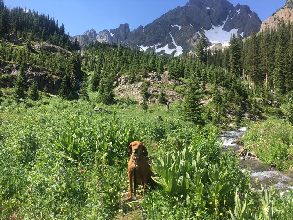 Dog Friendly Hiking Trails in Ouray, CO BringFido