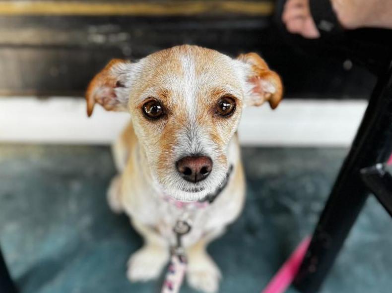 Pet Friendly Scotty's Bierwerks
