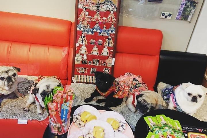 Pet Friendly Pug Cafe Living Room