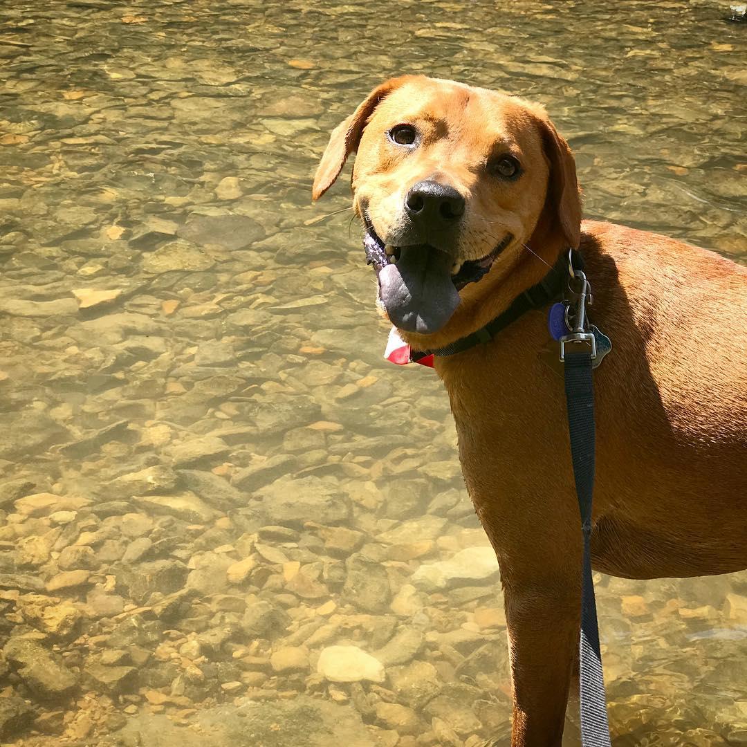 are dogs allowed in cummins falls park