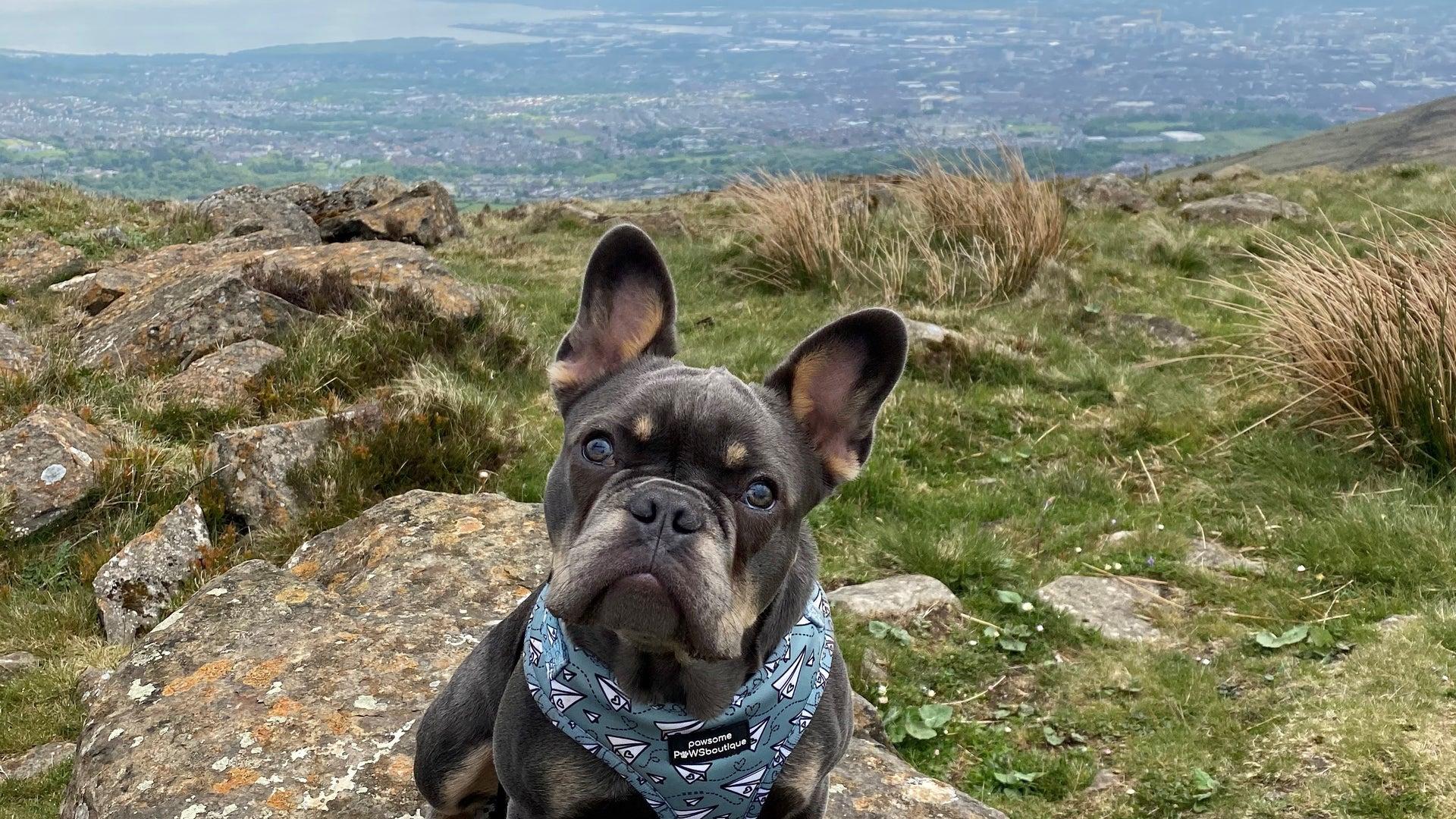 Pet Friendly Divis and the Black Mountain