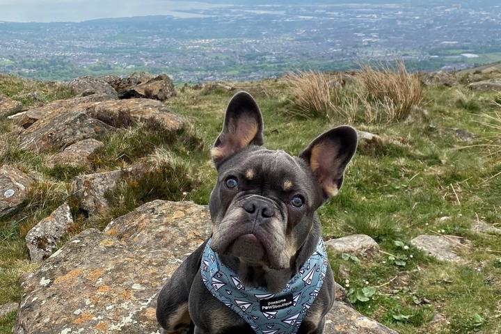 Pet Friendly Divis and the Black Mountain