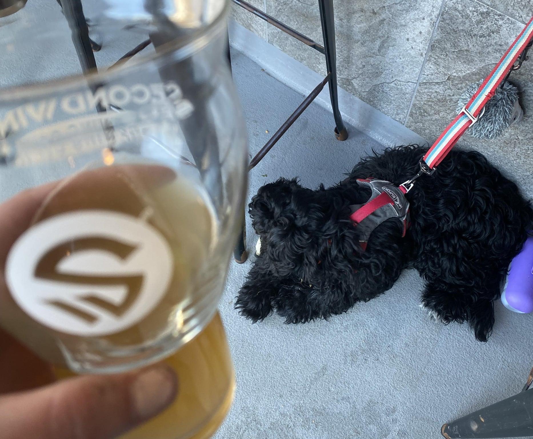 Pet Friendly Second Wind Brewing Company