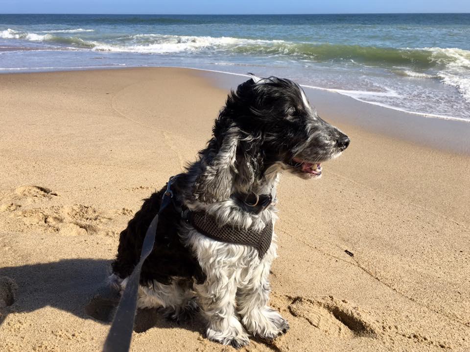 are dogs allowed on cape cod national seashore