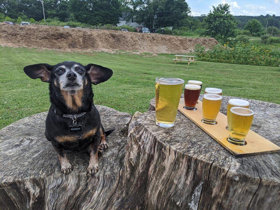 Pet Friendly Rising Silo Brewery