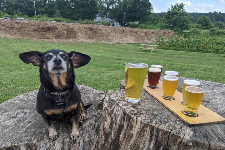 Pet Friendly Rising Silo Brewery