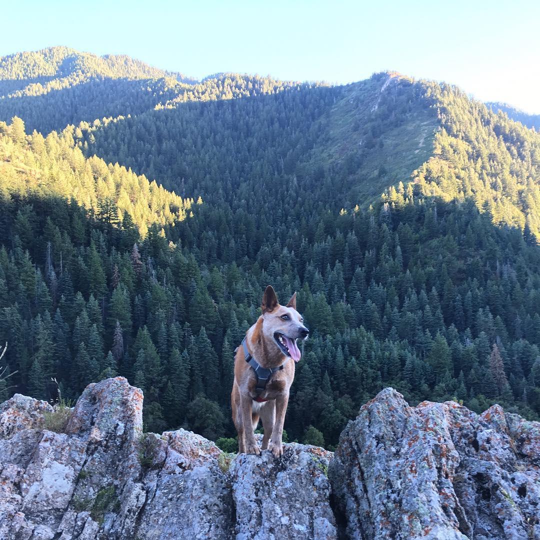 millcreek canyon dog days