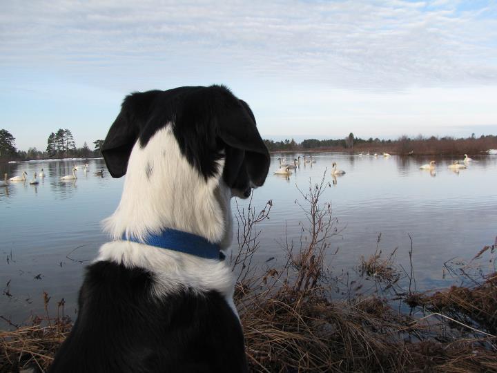 are dogs allowed at seney wildlife refuge