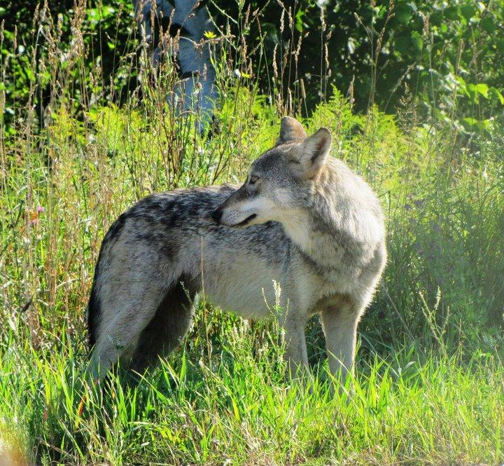 are dogs allowed at seney wildlife refuge