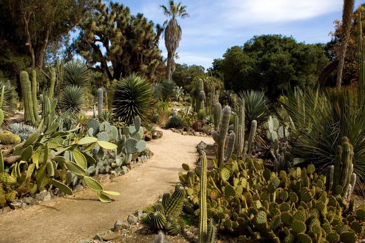Pet Friendly Arizona Cactus Garden