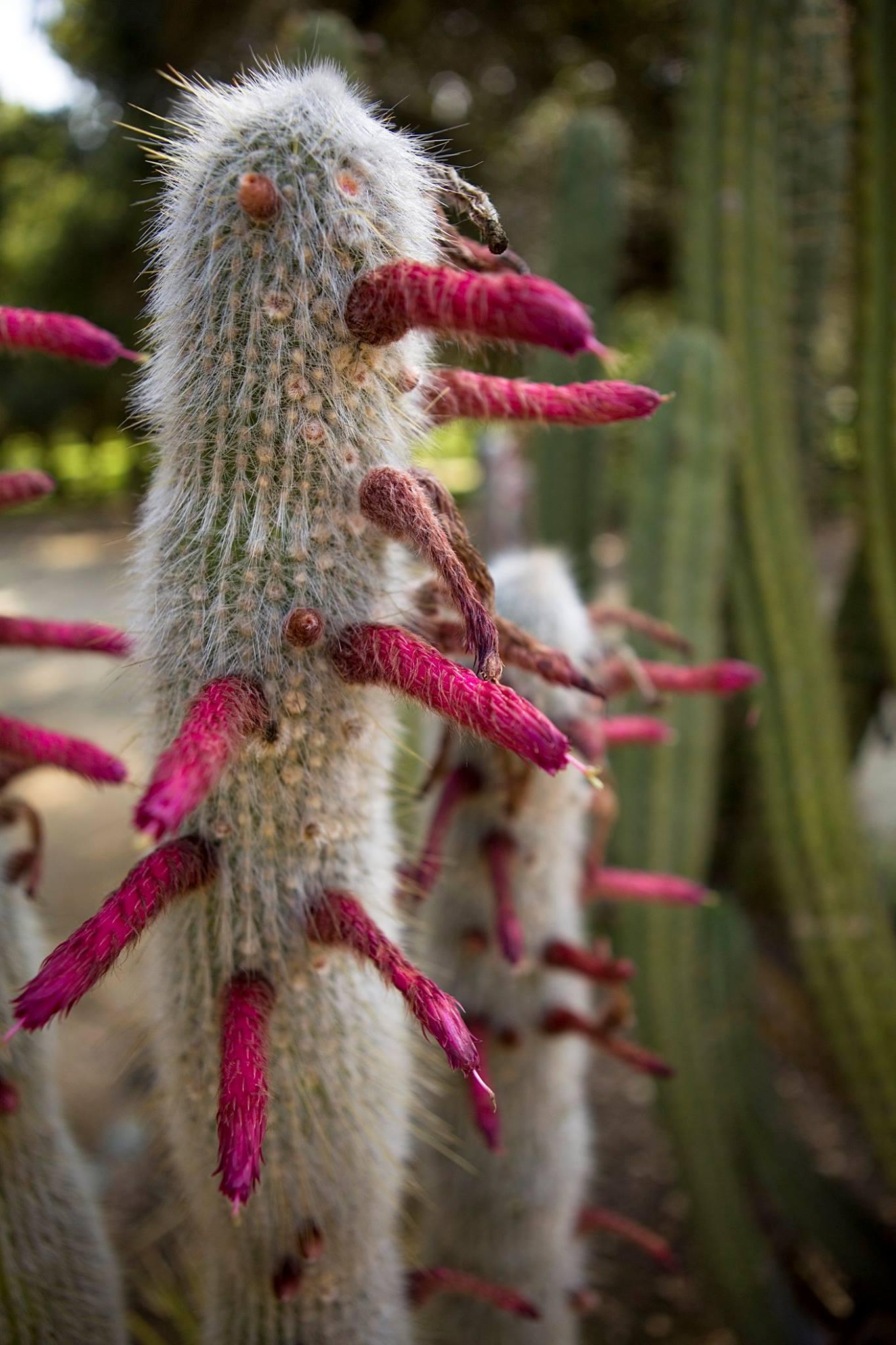 Pet Friendly Arizona Cactus Garden