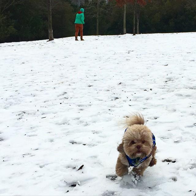 OffLeash Dog Parks in Cary, NC BringFido
