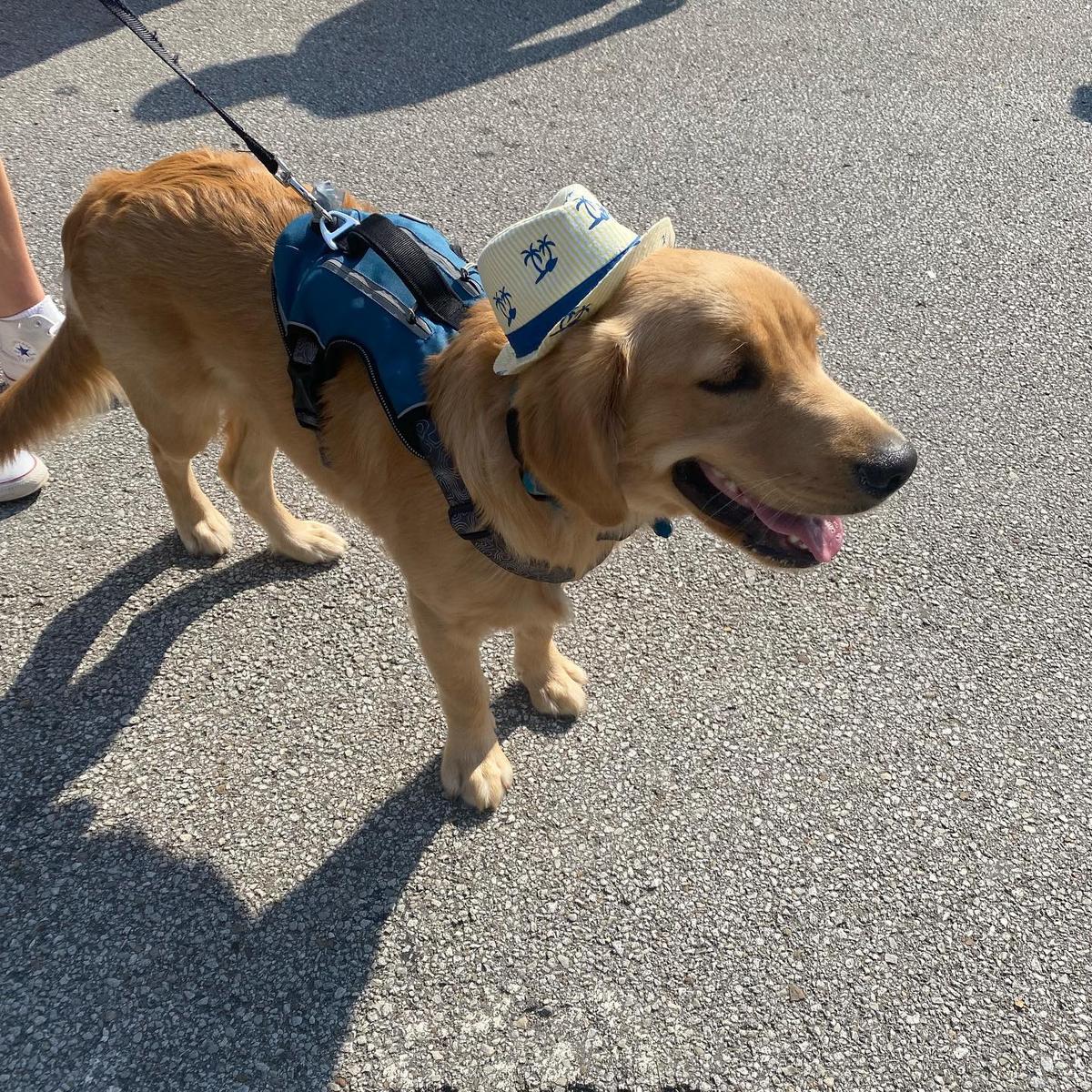 Dog Friendly Shopping in Elyria OH BringFido