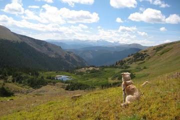 Dog Friendly Hiking Trails In Winter Park Co Bringfido