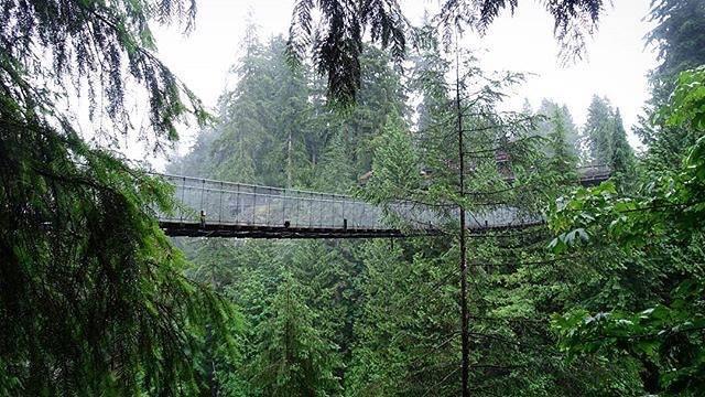 Are Dogs Allowed At Capilano Suspension Bridge