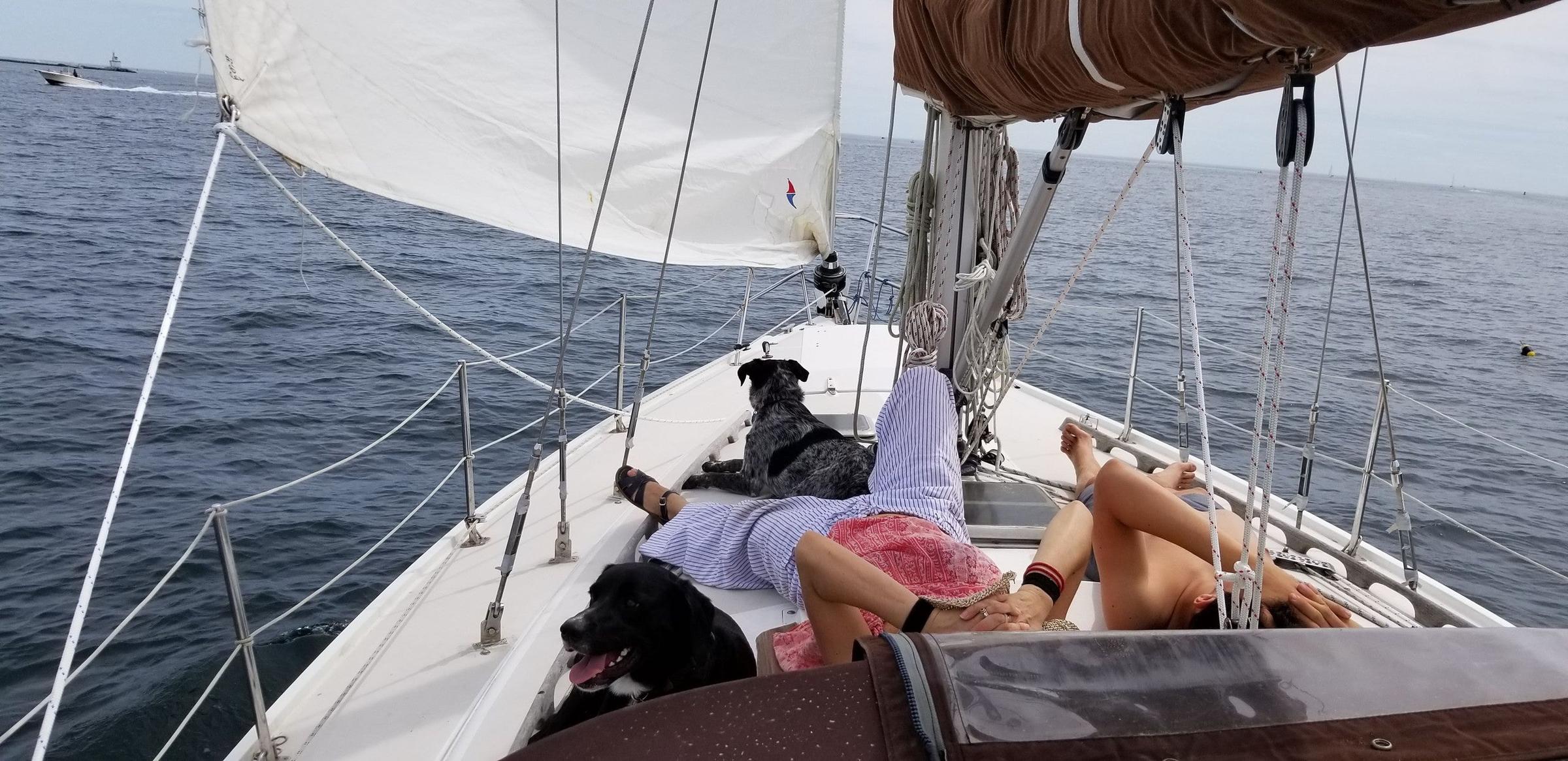 Pet Friendly Sailing Adventure for Up to 6 People