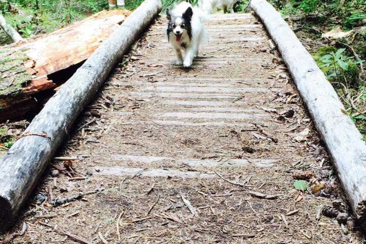 Pet Friendly Proxy Falls Trail