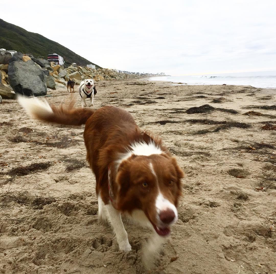 Dog Friendly Beaches in Santa Cruz CA BringFido