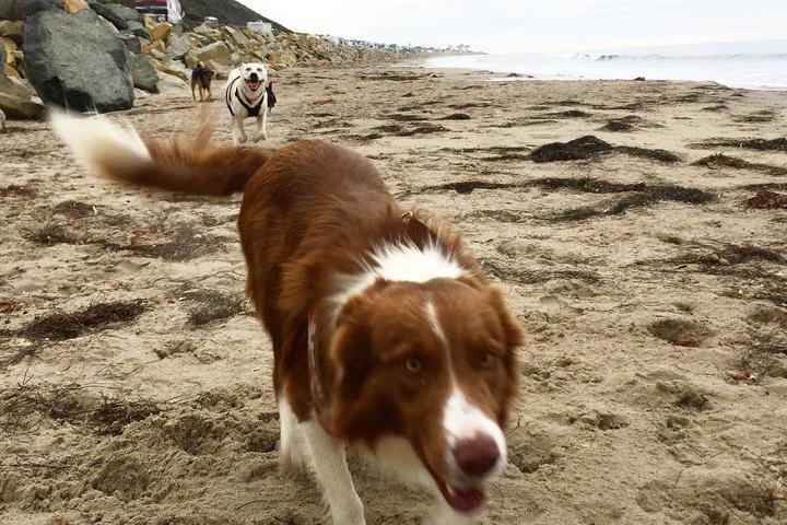 Pet Friendly Seacliff State Beach