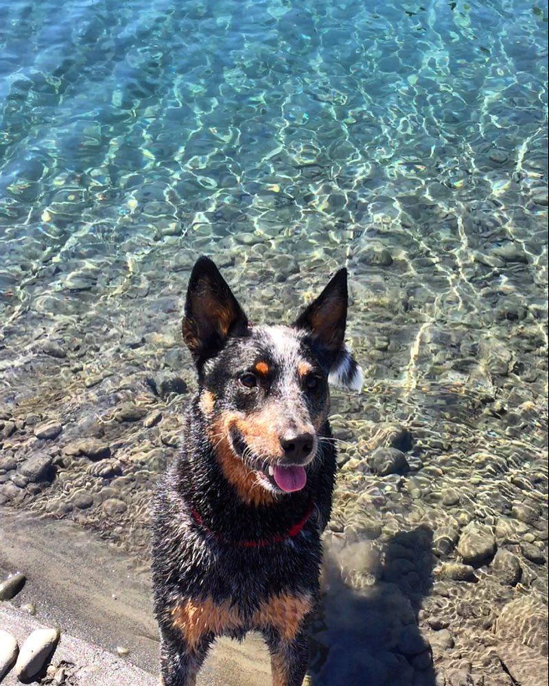 Dog Friendly Activities In Washington Bringfido