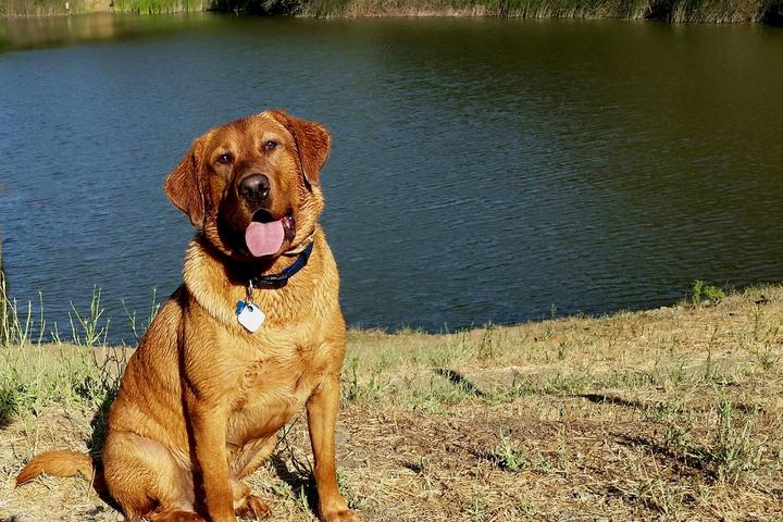 Pet Friendly Waterdog Lake & Open Space