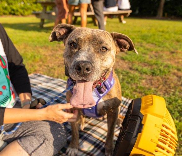 Pet Friendly Swamp Head Brewery
