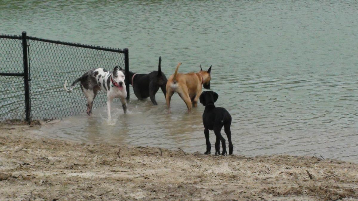 Burton Wells Dog Park