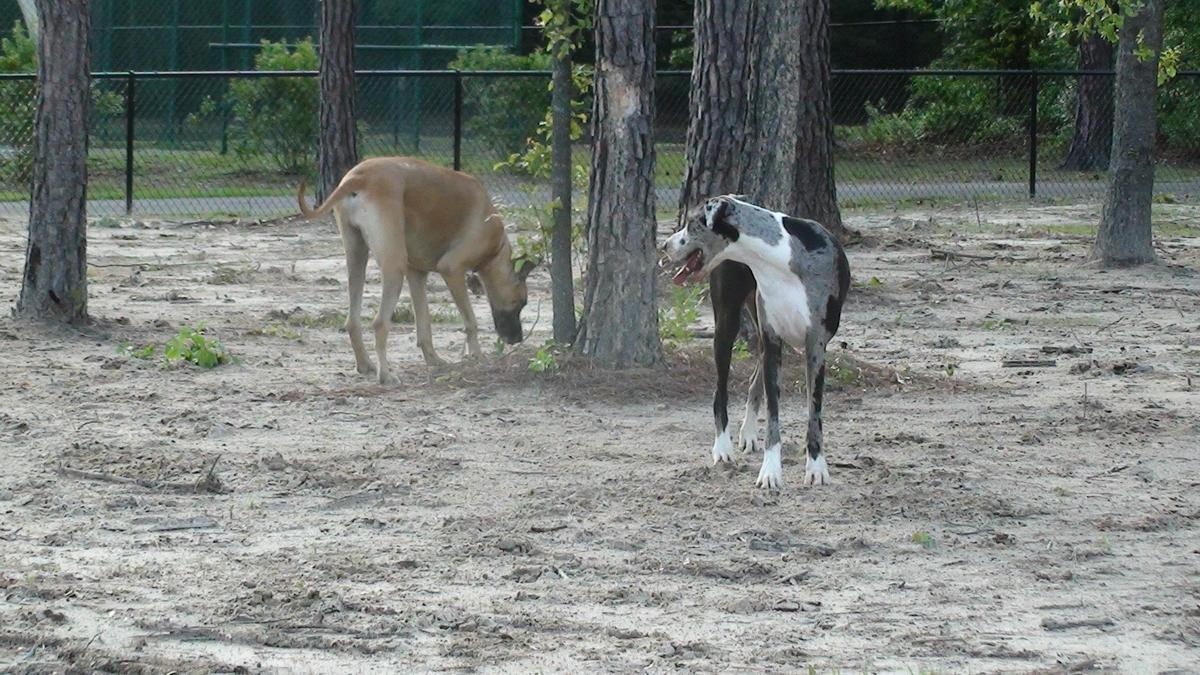 Burton Wells Dog Park